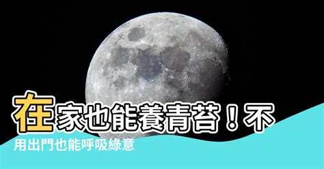 青苔怎麼養|【青苔怎麼養】「青苔怎麼養？室內造景的秘密武器，讓你家充滿。